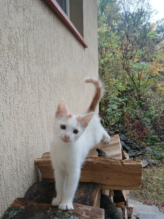 Котенца малки подарявам две женски и едно мъжко.