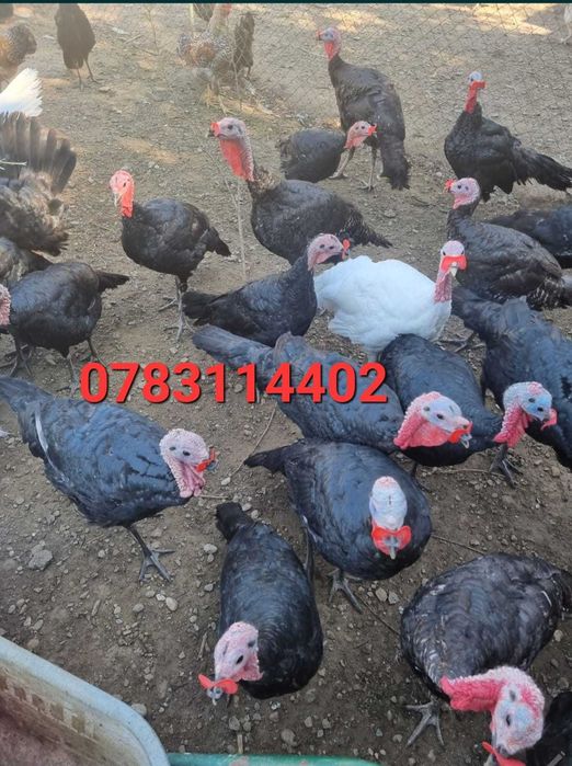 Gaini Fazani Pasari Pauni Curci- OCHELARI Anti Lupte Ciupit-FARA AC-SL