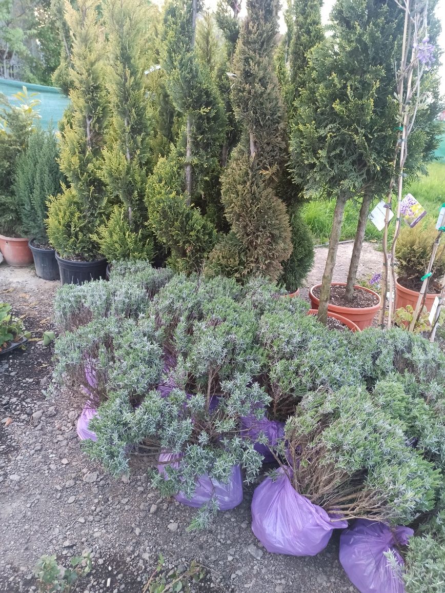 Tufe Lavanda Angustifolia Sevtopolis