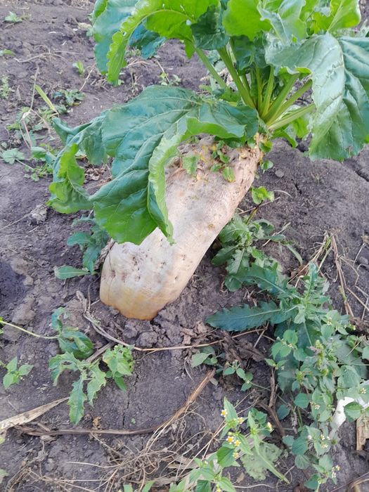 Vând sfeclă furajera