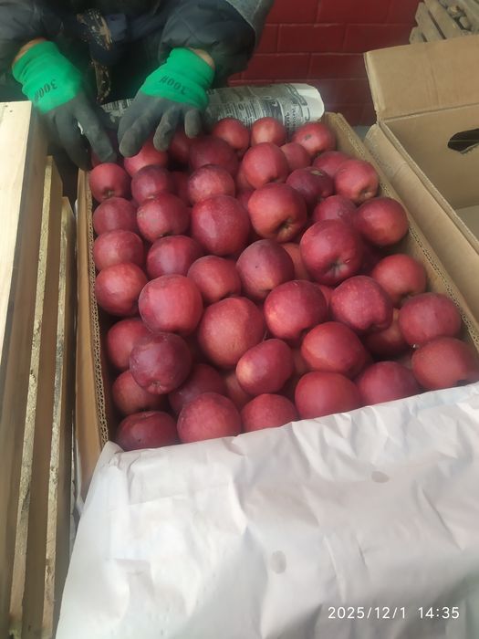 Продам яблоки сорт Американка и Золотое