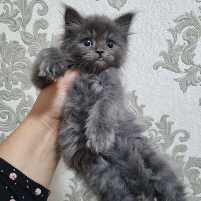 Scottish strayt..Xeylend