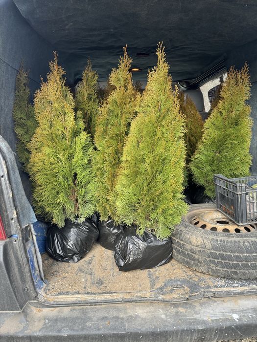 Западни туи Смарагд