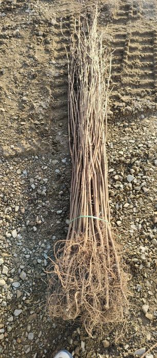 Puieți salcâm frasin tei fag carpen stejar mesteacăn plop brad molid