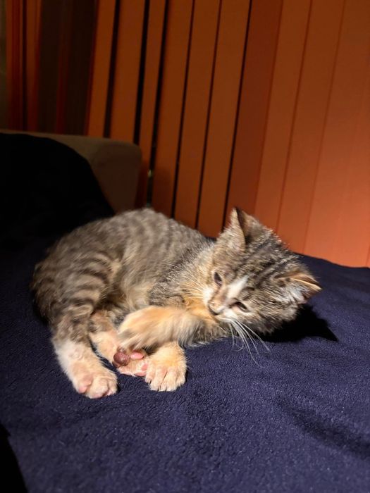 Подарявам малко котенце