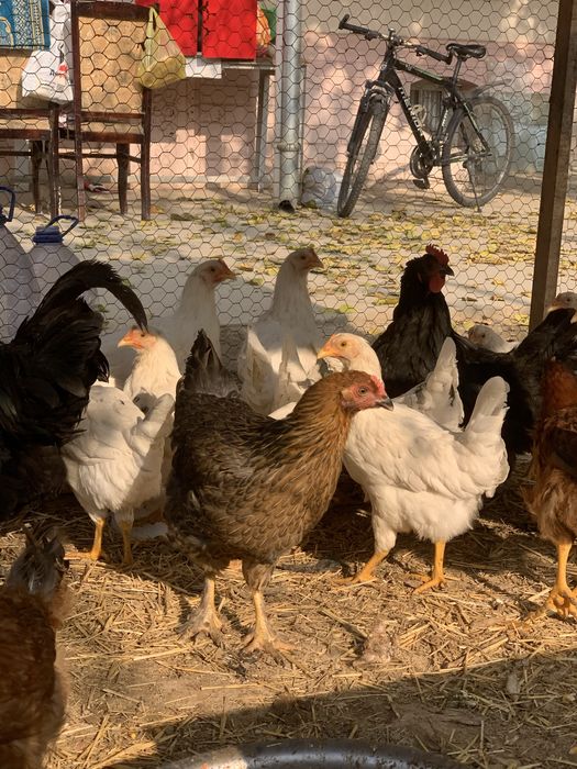 Tovuqla sotiladi tuxum qoyvoti