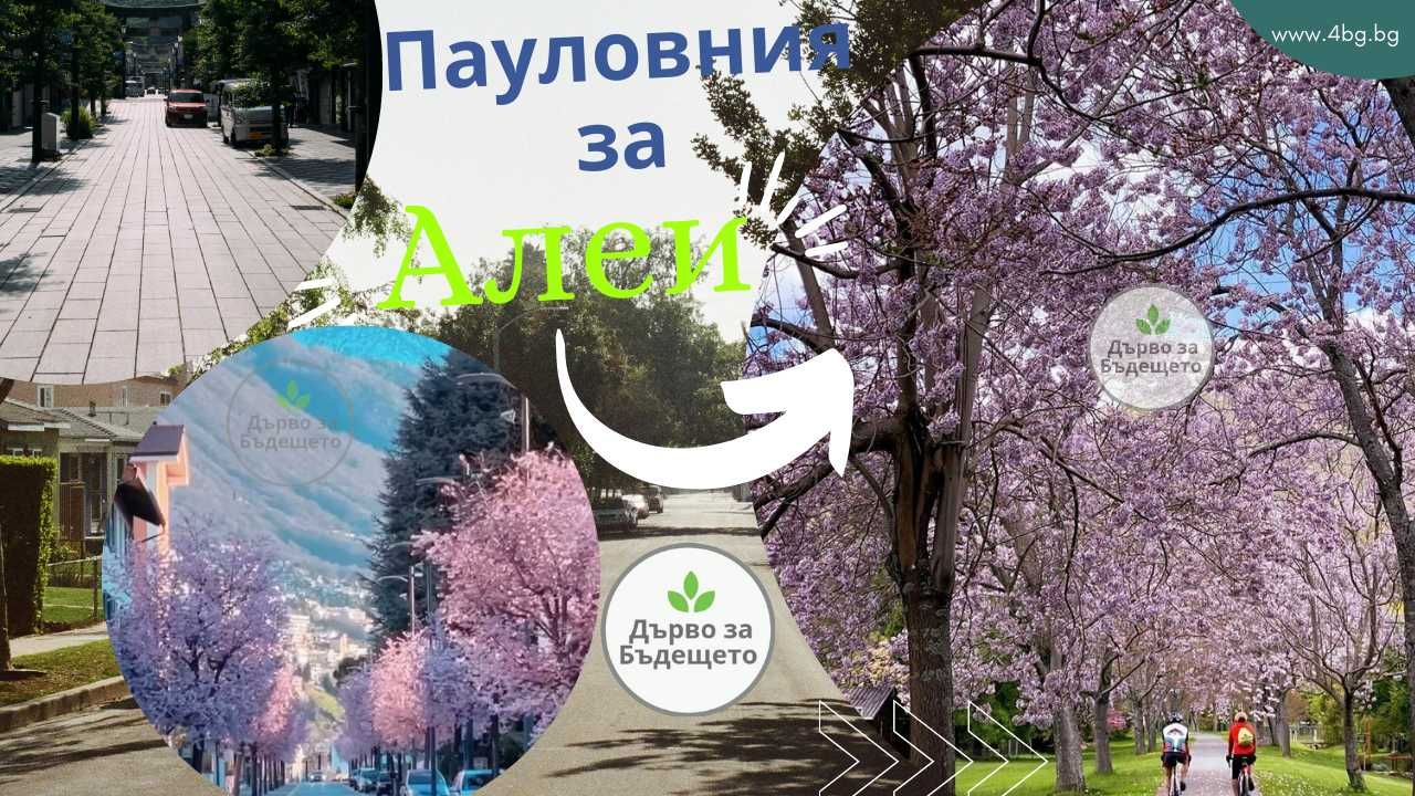 Пауловния фиданки