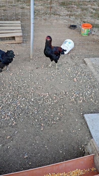 Cocoș auracuana tanar