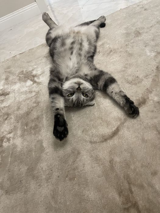 Отдам кота в ответственные руки