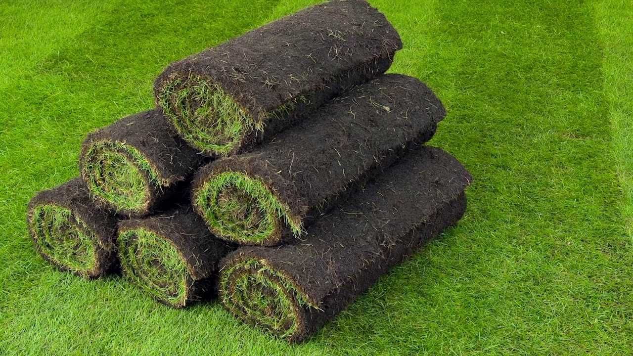 Газон экиш хизматлари