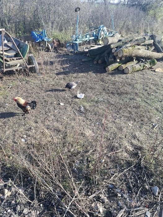 Vand sau schimb bibilici