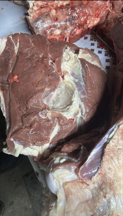 Продам мясо говядины