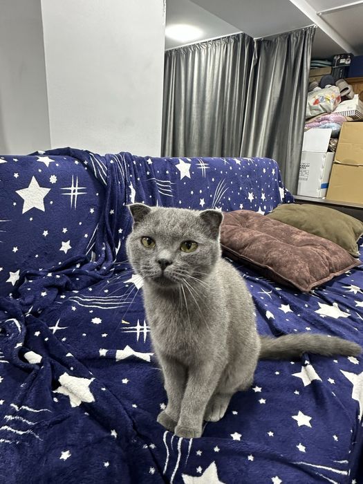 Продается кошка скотиш фолд