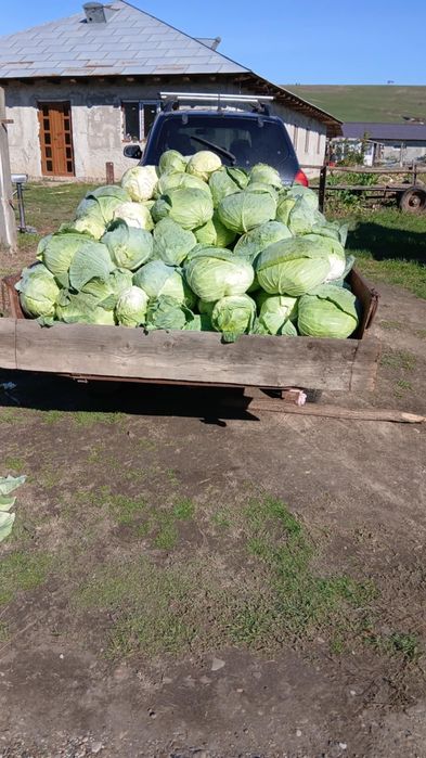 Vând varză de Buzău!