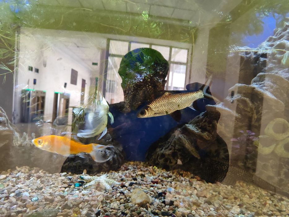 Аквариум баликлари сотилади