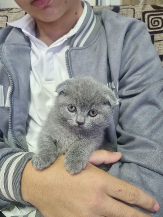 Продаётся котёнок Британский