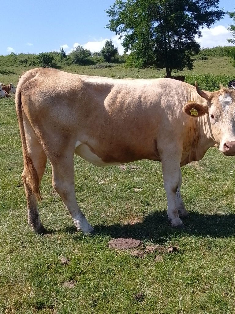 De vanzare 5 juninci gestante