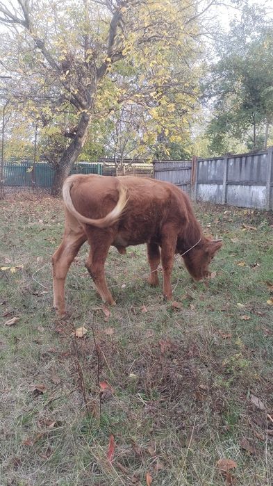 Vițel vițel vițel