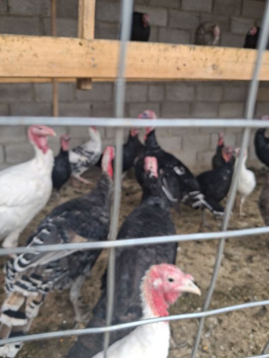 Продам индюки оптом