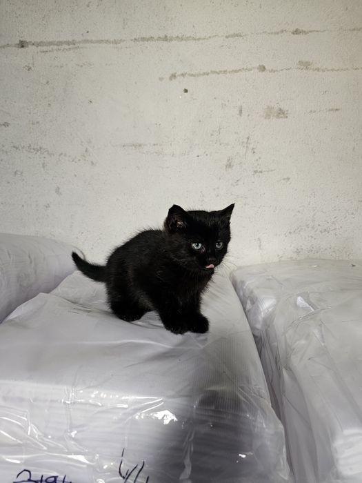 Малко черно котенце