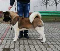 Akita american cu pedigree