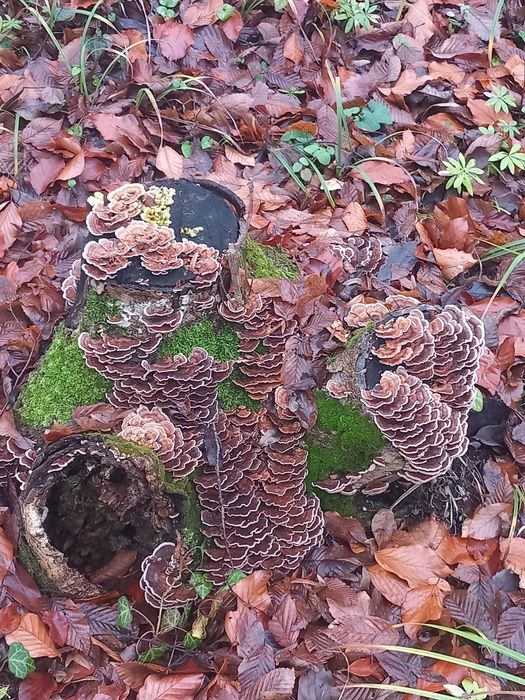 Ciuperci medicinale coada curcanului