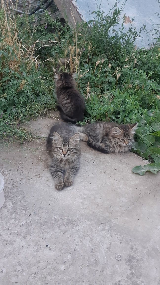 Котята  ласковые продается.