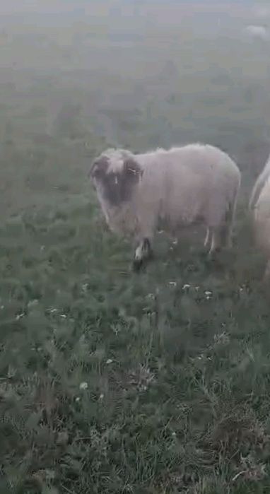 Vând oi  bune  de tinut