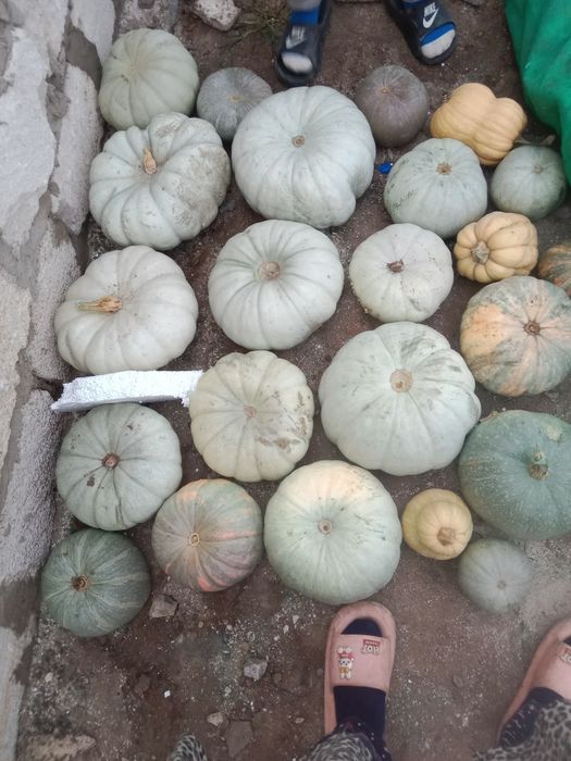 Домашний тиква үйдің асқабағы