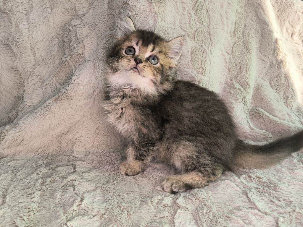 Vand motanel British longhair chinchilla