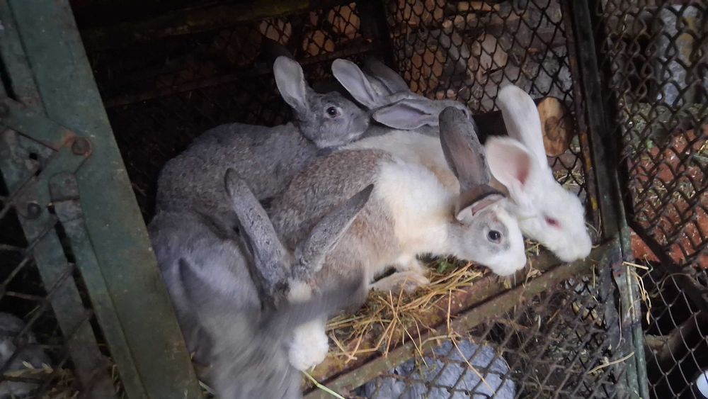 Iepurasi de  vanzare