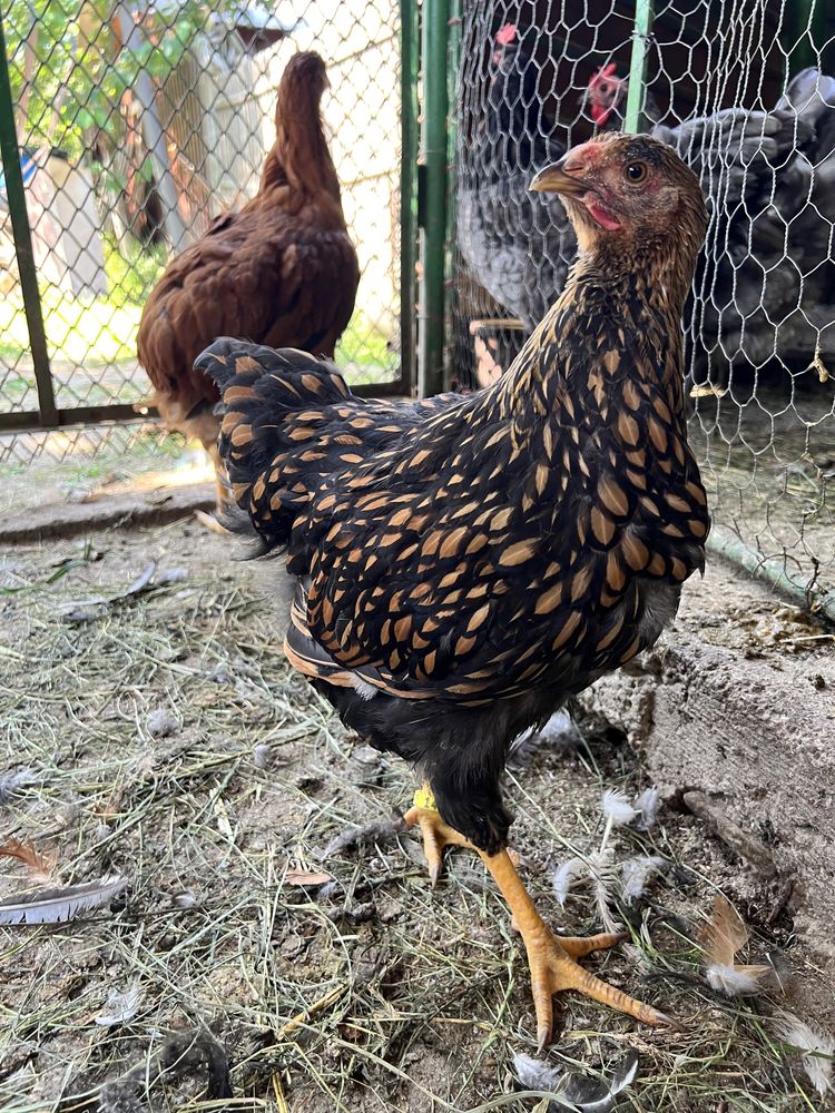 Pui Wyandotte GSG rosu-albastru Australorp negru albastru