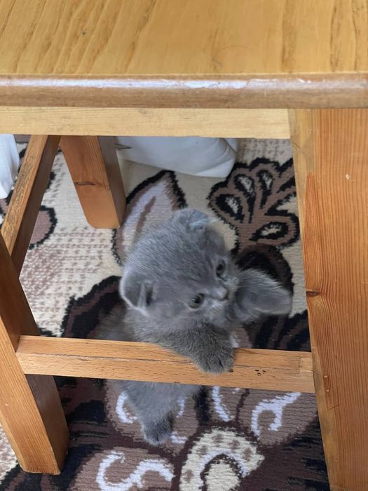 Skottich fold narxi keliwilad