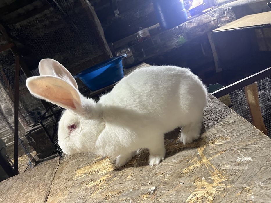 Urias Transilvania Urias Alb