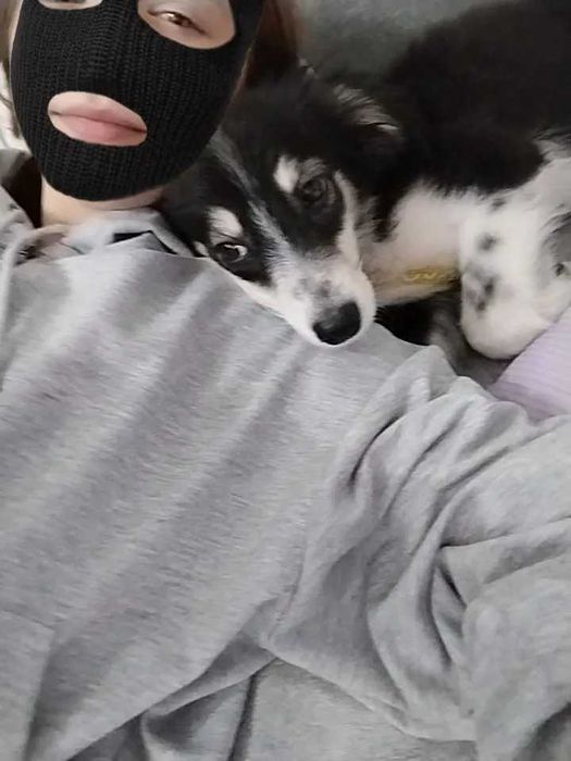 Redmi Noto 12  отдам сабаку