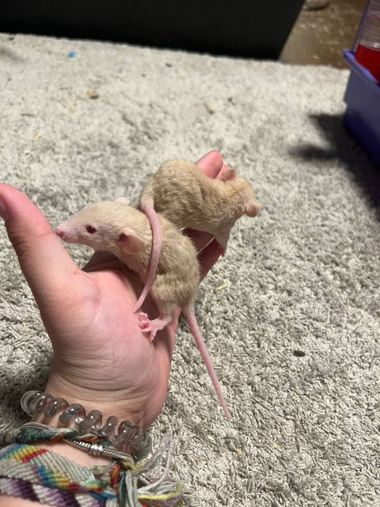 Крысы Дамбо и лысые
