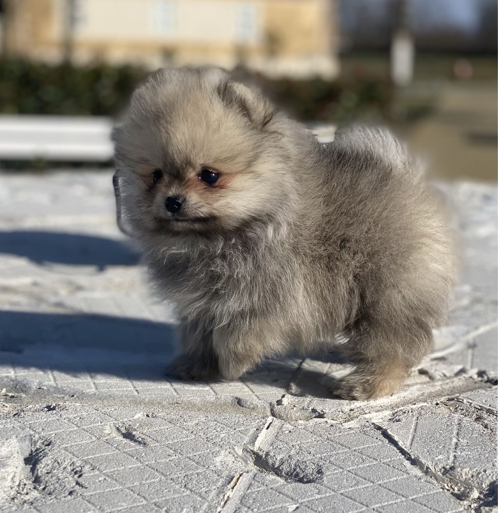 Pui Pomeranian [Spitz Pitic]