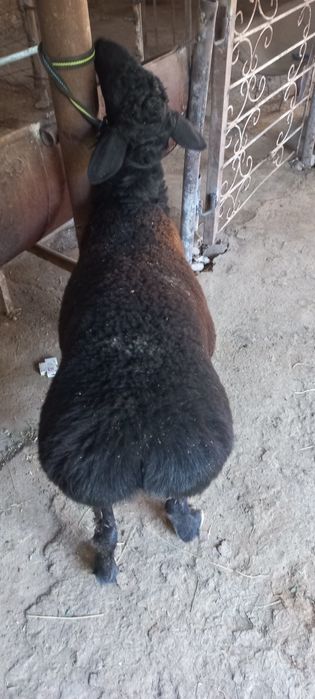 Кучкорлар сотилади