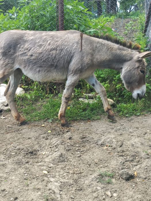 Măgărițe de vânzare