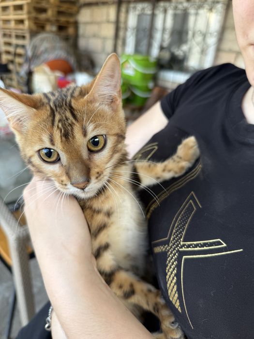 Продам бенгальских котят