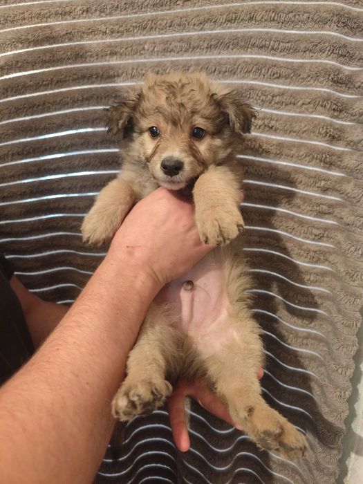 Щенок мальчик 2,5 месяца