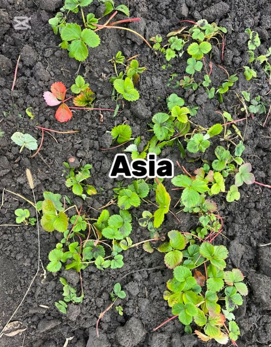 De vânzare set 130 stoloni cu 250 lei, 75  albion, 25 alba, 30 Asia