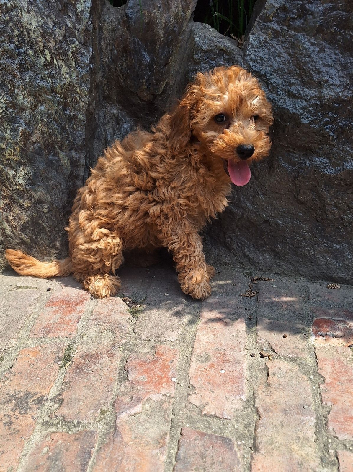 Pudel/caniche pitic