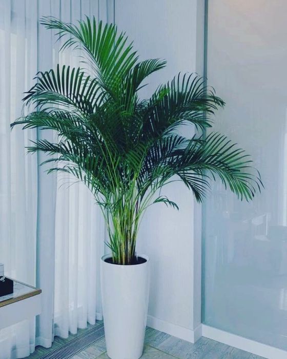 Цветы гиганты для дома офисов кафе и школ