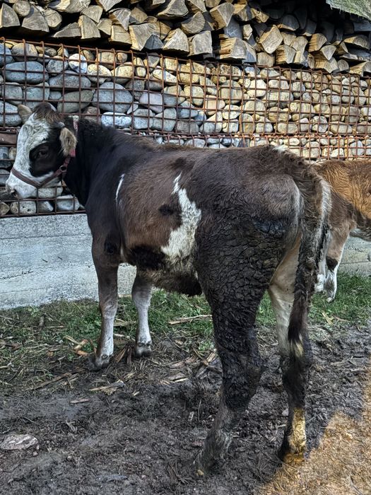 Vitea baltata de 6 luni
