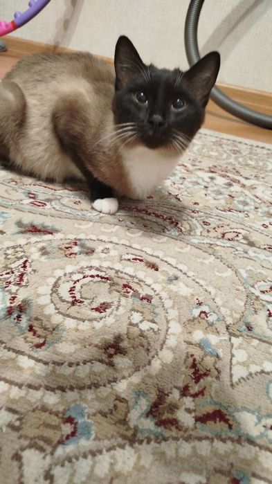 Сиамская кошка в добрые руки