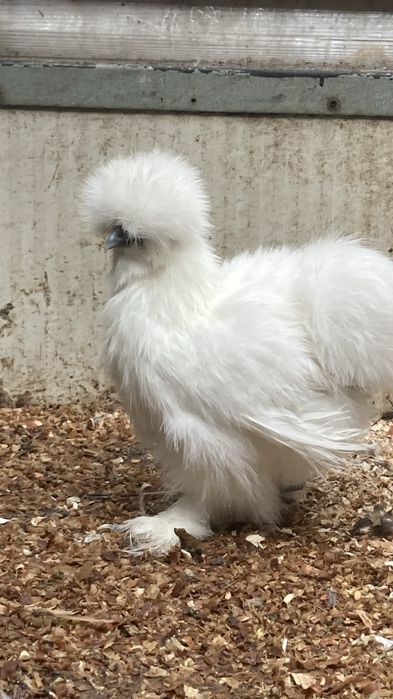 Matase japoneza 2024