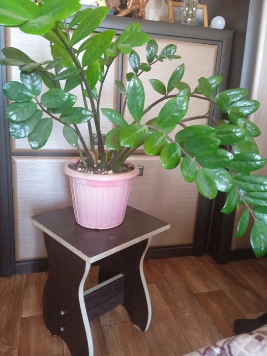 Отдам отростки долларового дерева,пустили корешки.Район Прохладной.