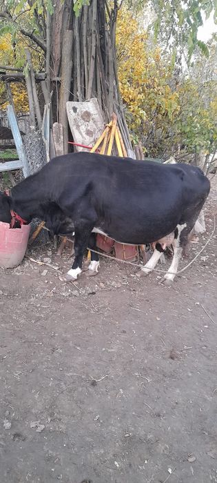 De vânzare împreună sau separat