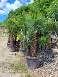 Plante Ornamentale Tuia